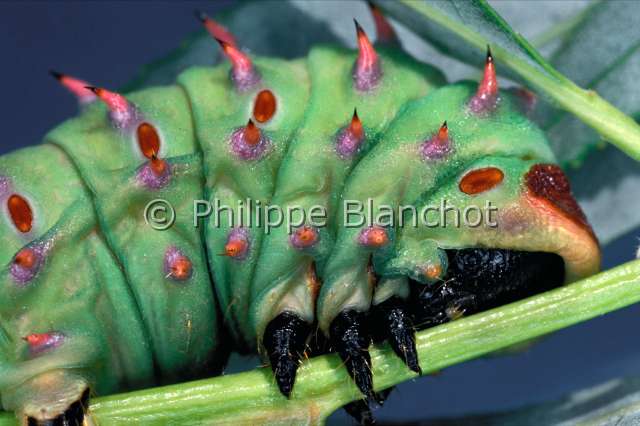 Bunaeopsis hicharbas chenill.JPG - Bunaeopsis hicharbas (chenille)SilkwormLepidopteraSaturniidaeGabon